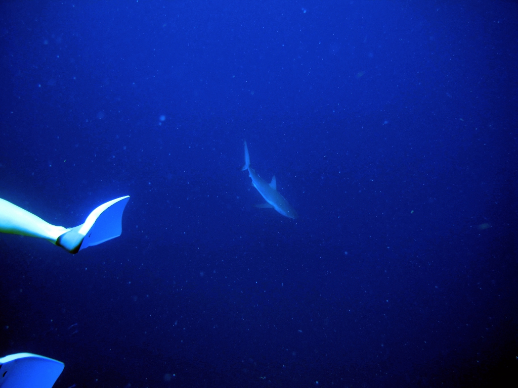 IMG_0146 (1) IMG_0146 (1)